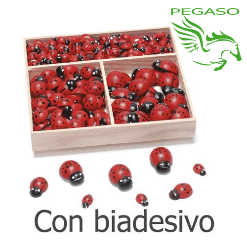 Coccinella piccola Coccinella piccola