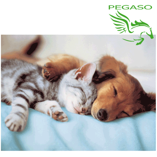 Puzzle 300 - Dolci sogni Puzzle 300 - Dolci sogni